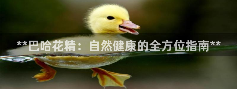 欧洲杯买注在哪买