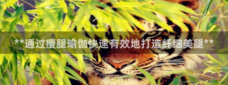 欧洲杯买足球软件